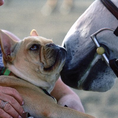 Marta Kauffman Profile Picture